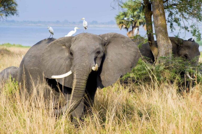 Elefant mit Vögeln auf Kopf Momentoura Reisemanufaktur