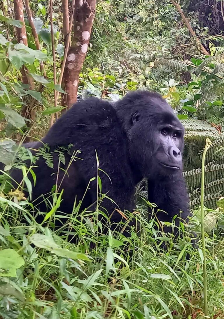 Gorilla Begegnung Silberrücken