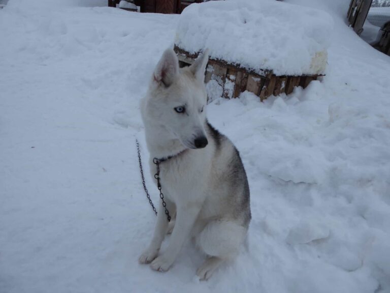 Husky macht Pause