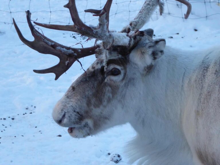 Rentier liegt im Schnee