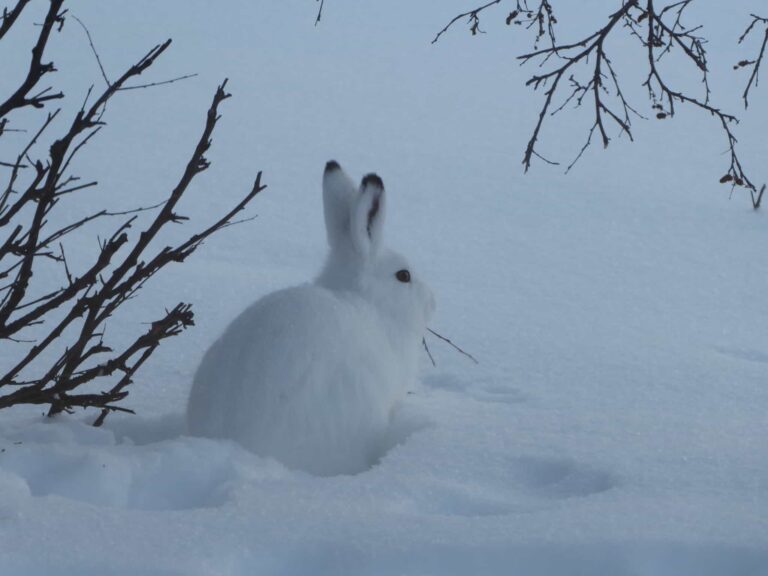 Schneehase in Schneelandschaft