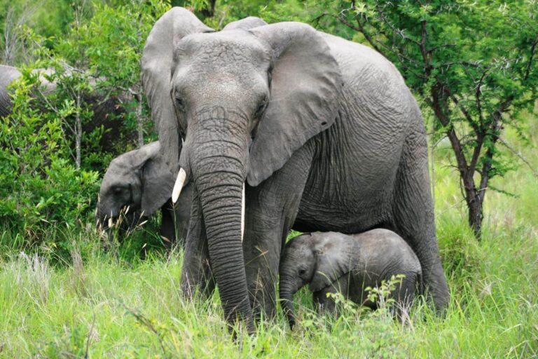 Afrikanischer Elefant mit Baby