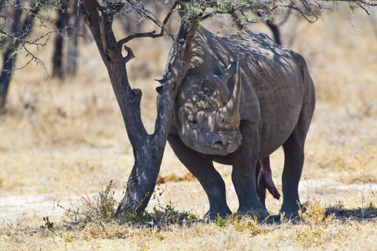 Big 5 Breitmaulnashorn lehnt am Baum