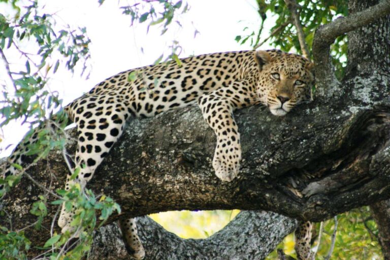 Big 5 Leopard liegt im Baum