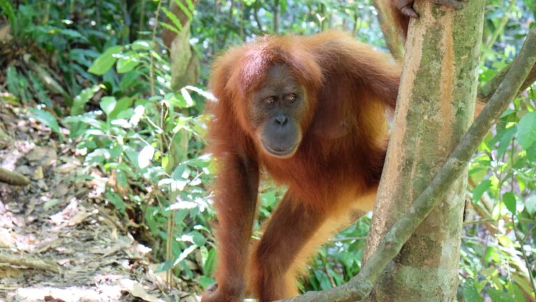 Orang Utan Trekking im Dschungel