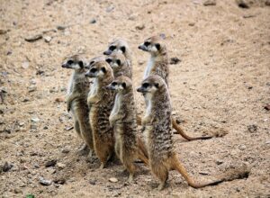 Erdmännchen Gruppe hält Ausschau