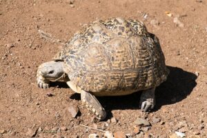 Leopardenschildkröte in der Erde