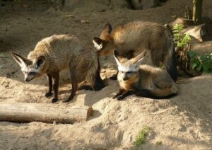 Löffelhund Familie