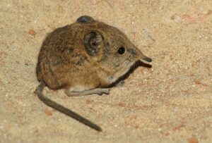 Rüsselspringer im Sand Little Fice von Afrika