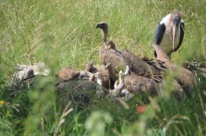 Marabu und Geier im Gras