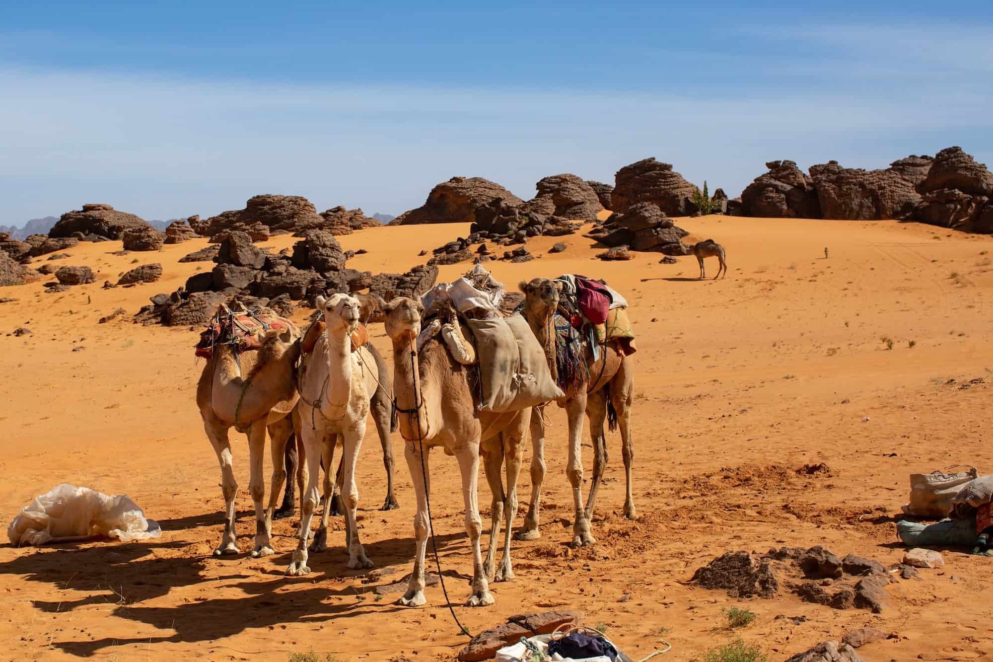 Kameltrekking Sahara Algerien