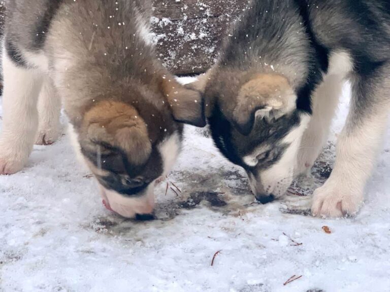 Huskyfarm Welpen