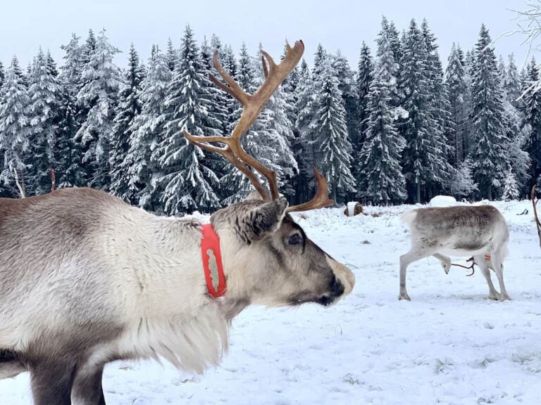 Rentier im Schnee