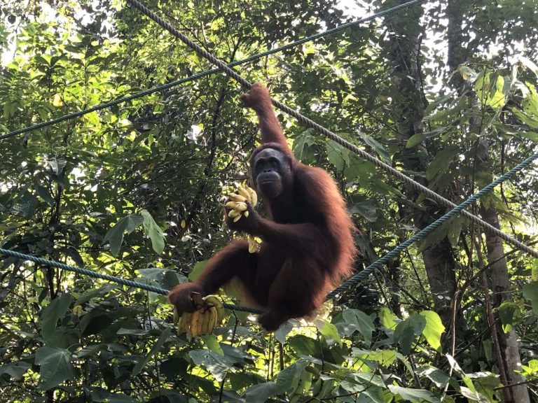 Orang Utan mit Bananen