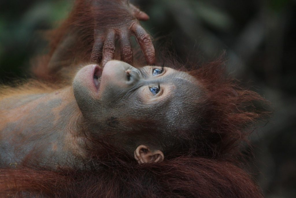 Orang Utan Baby Portraitaufnahme